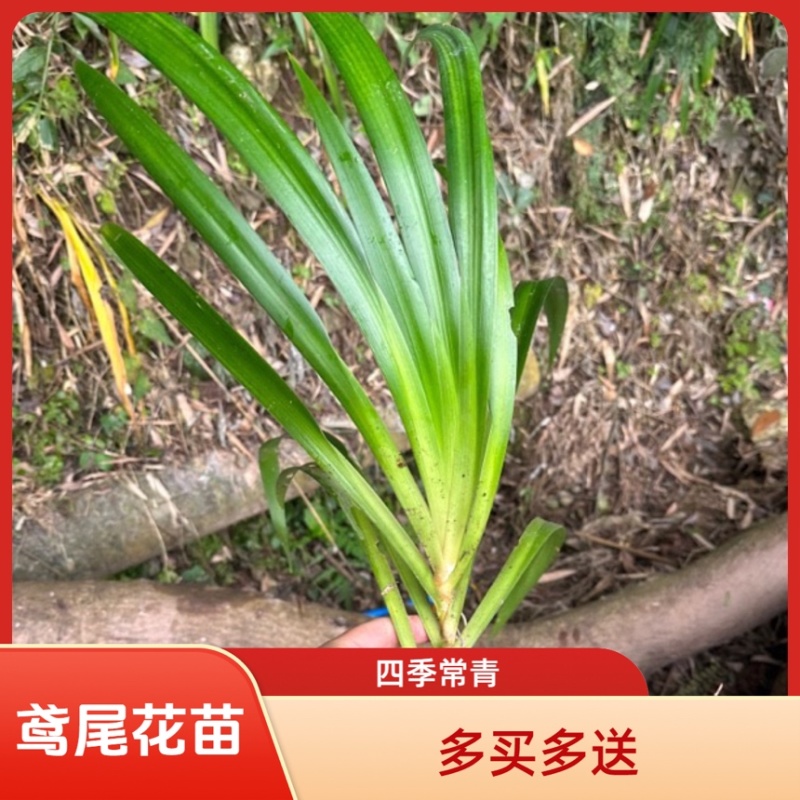 鸢尾花苗扁竹根蝴蝶花新鲜现挖现发新鲜