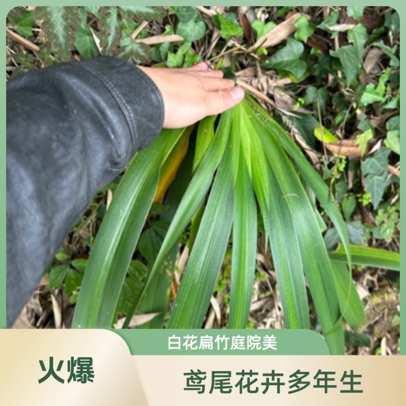 鸢尾花苗扁竹根蝴蝶花新鲜现挖现发新鲜