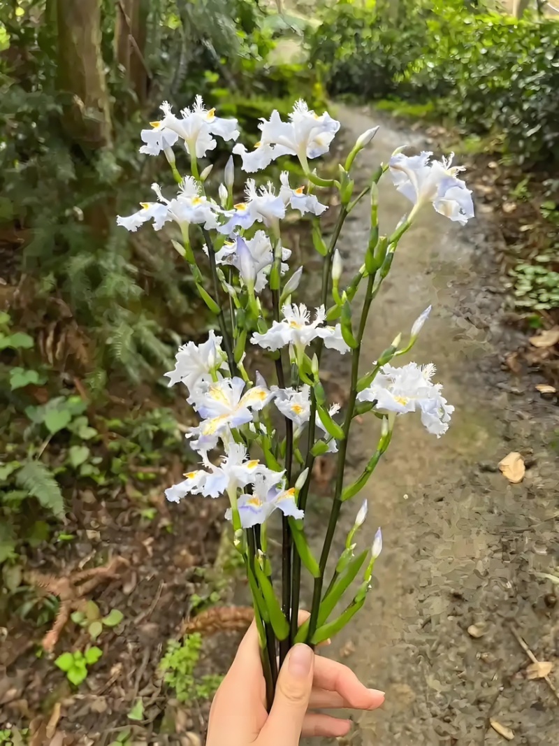 鸢尾花苗扁竹根蝴蝶花新鲜现挖现发新鲜
