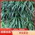 鸢尾花苗扁竹根蝴蝶花新鲜现挖现发新鲜