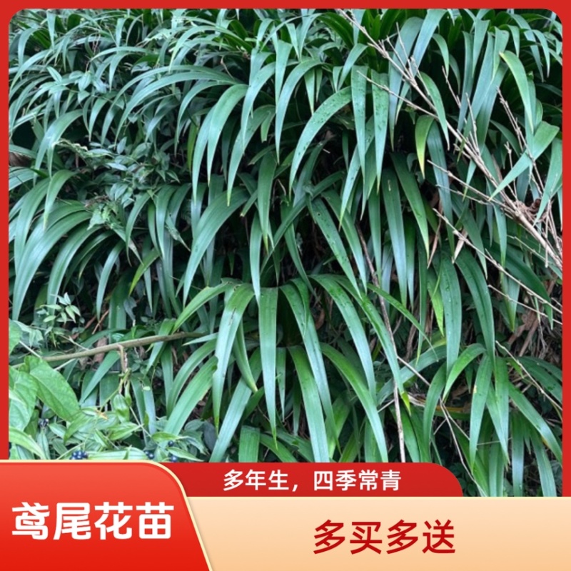 鸢尾花苗扁竹根蝴蝶花新鲜现挖现发新鲜
