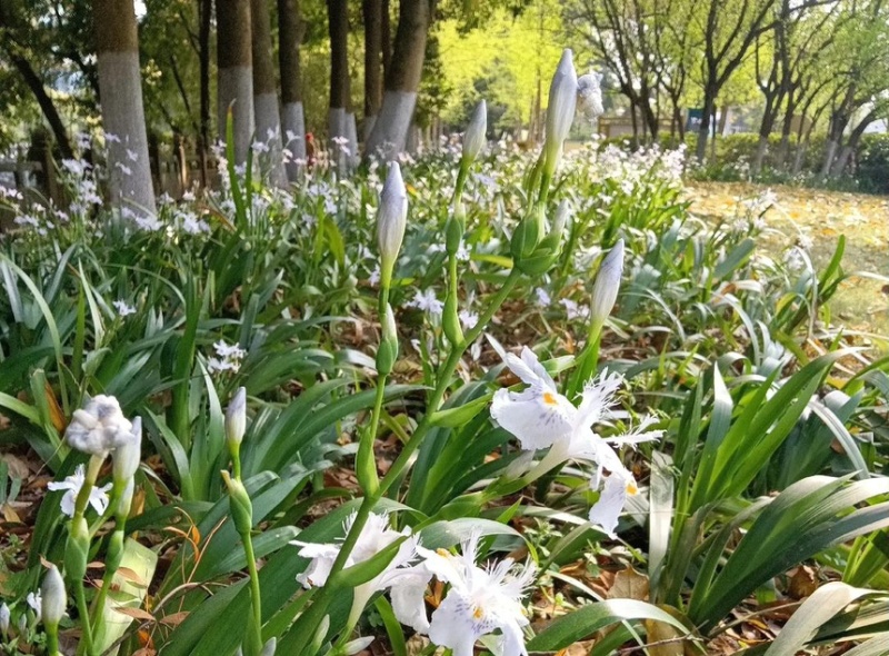 鸢尾花苗扁竹根蝴蝶花新鲜现挖现发新鲜