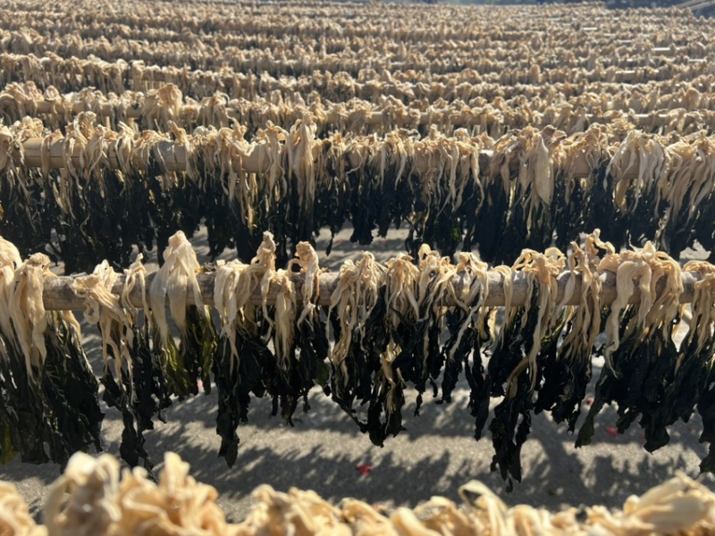 白菜干