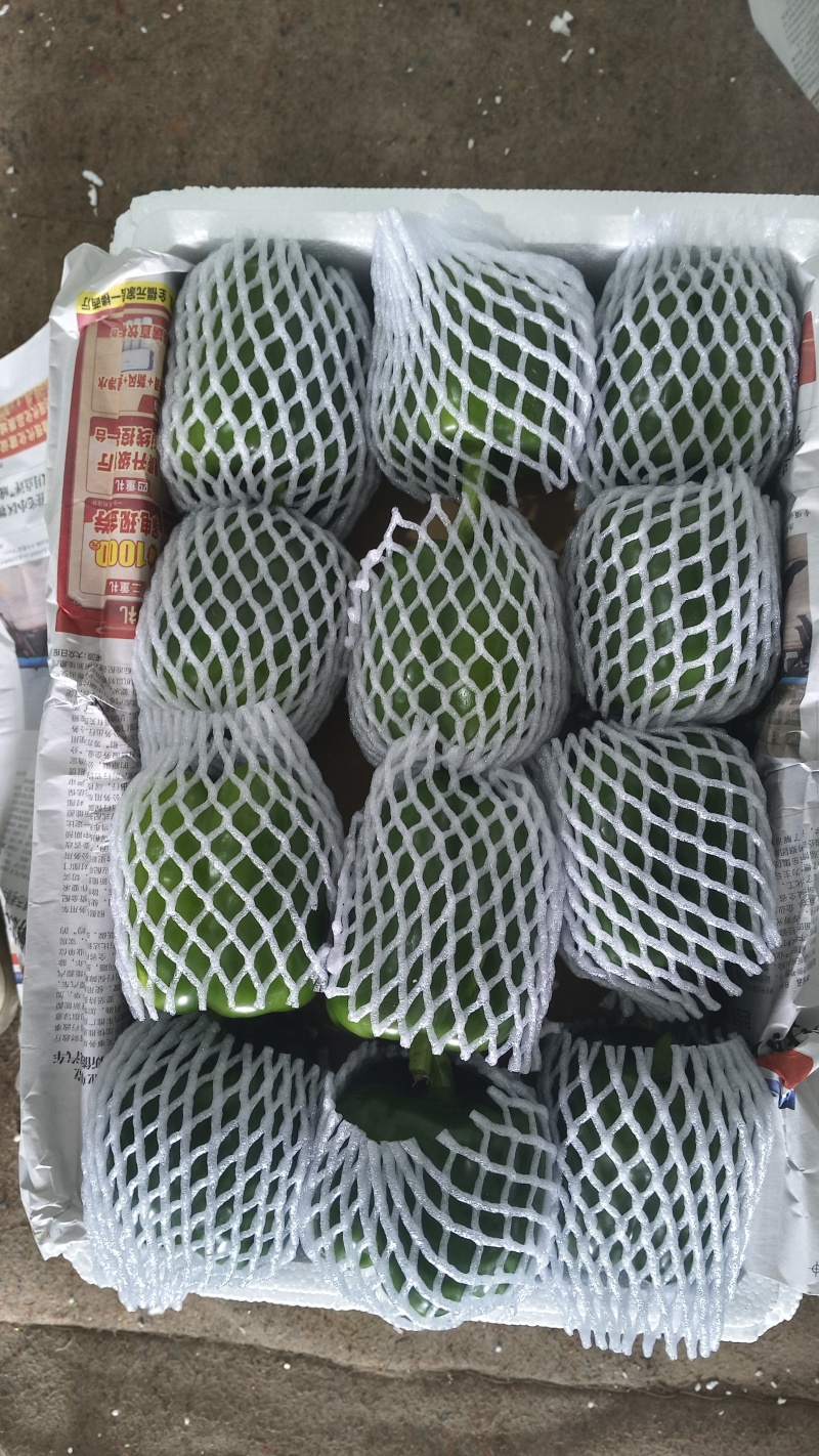 精品绿圆椒绿彩椒专业出口供应商超市场档口电商团购