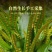 肾精草苗中药材又叫嗷嗷叫多年生化石草基地批发肾精草