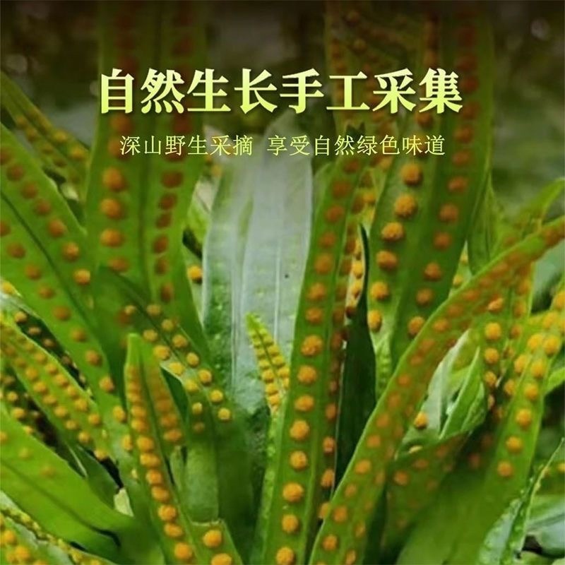 肾精草苗中药材又叫嗷嗷叫多年生化石草基地批发肾精草