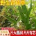 肾精草苗中药材又叫嗷嗷叫多年生化石草基地批发肾精草