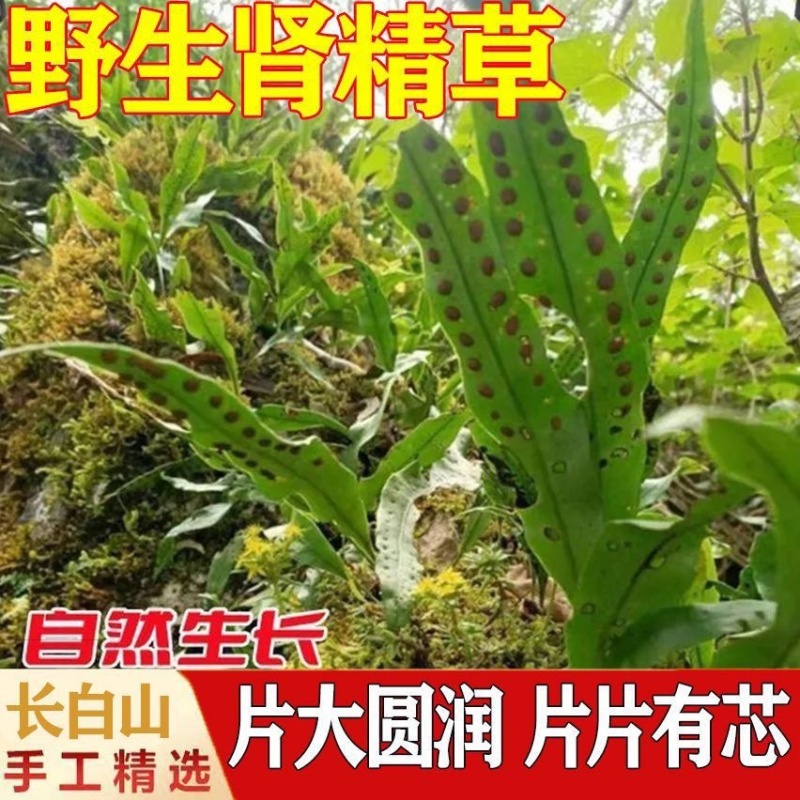 肾精草苗中药材又叫嗷嗷叫多年生化石草基地批发肾精草