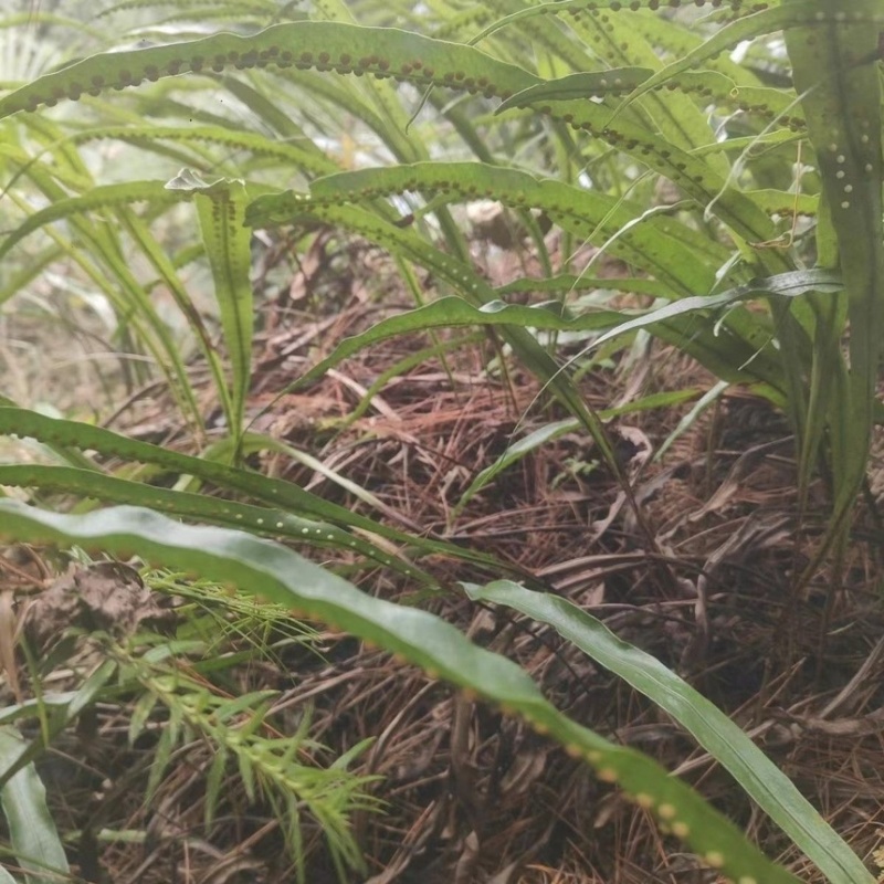 肾精草苗中药材又叫嗷嗷叫多年生化石草基地批发肾精草