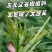 肾精草苗中药材又叫嗷嗷叫多年生化石草基地批发肾精草