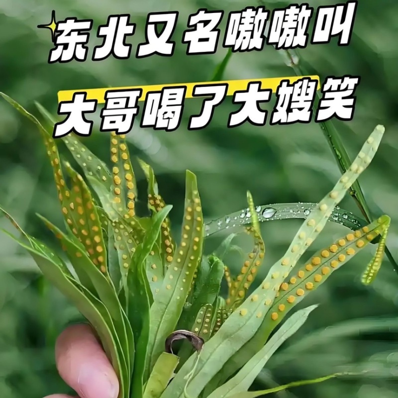 肾精草苗中药材又叫嗷嗷叫多年生化石草基地批发肾精草