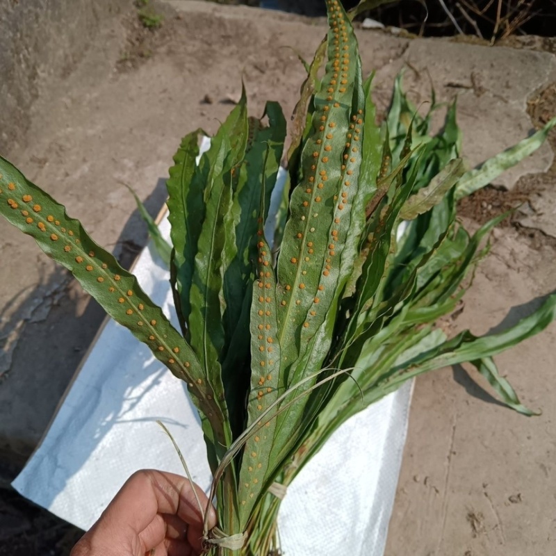 肾精草苗中药材又叫嗷嗷叫多年生化石草基地批发肾精草