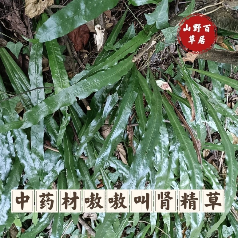 肾精草苗中药材又叫嗷嗷叫多年生化石草基地批发肾精草