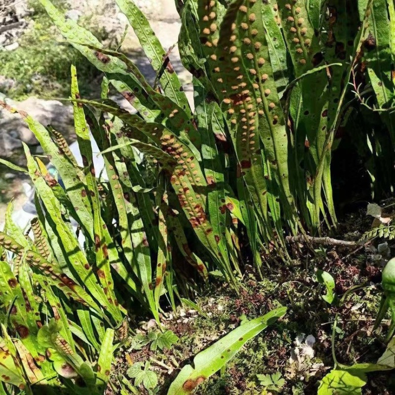 肾精草苗中药材又叫嗷嗷叫多年生化石草基地批发肾精草