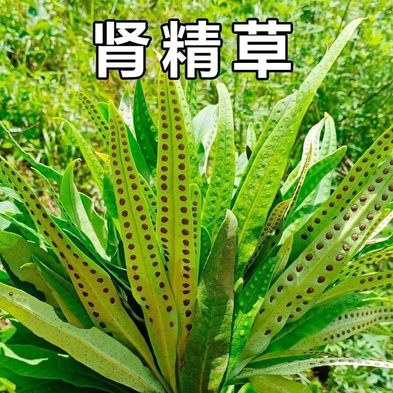 肾精草苗中药材又叫嗷嗷叫多年生化石草基地批发肾精草