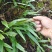 肾精草苗中药材又叫嗷嗷叫多年生化石草基地批发肾精草