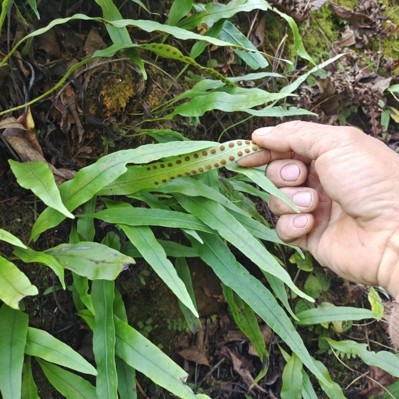 肾精草苗中药材又叫嗷嗷叫多年生化石草基地批发肾精草