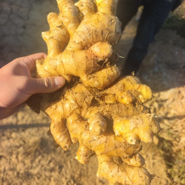 建水中黄姜，大姜，面姜一手货源，质量保障，品质好，耐存放