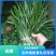 吉祥草观音草乔迁盆栽绿化必备现挖现发吉祥草观音草