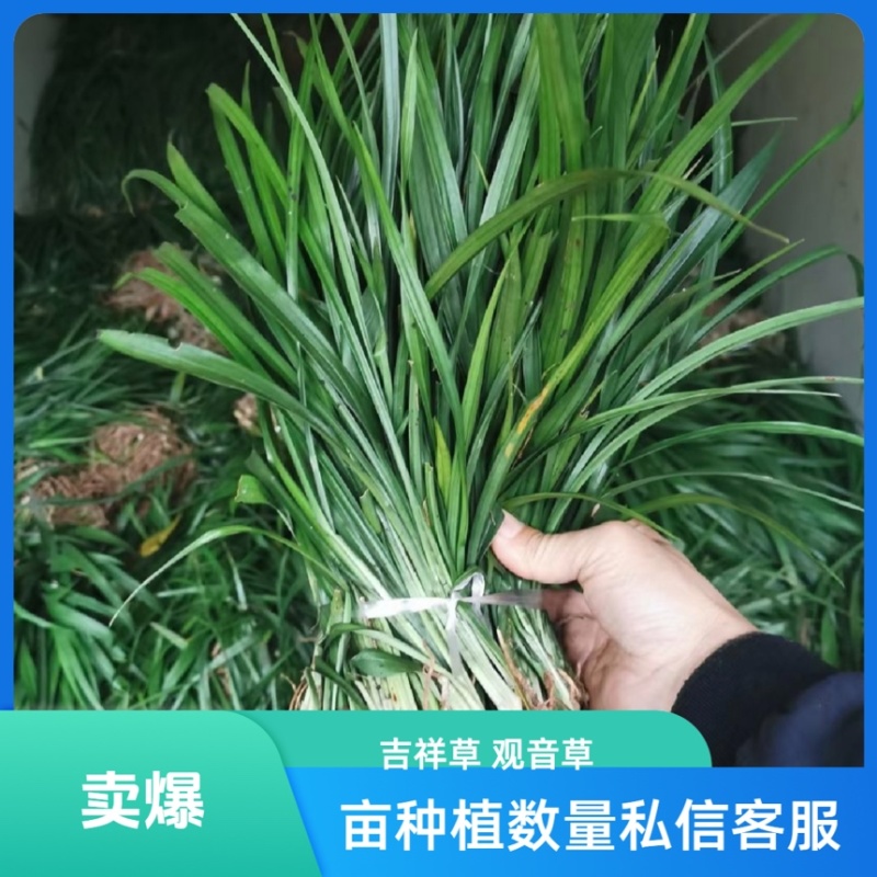 吉祥草观音草乔迁盆栽绿化必备现挖现发吉祥草观音草