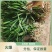 吉祥草观音草乔迁盆栽绿化必备现挖现发吉祥草观音草