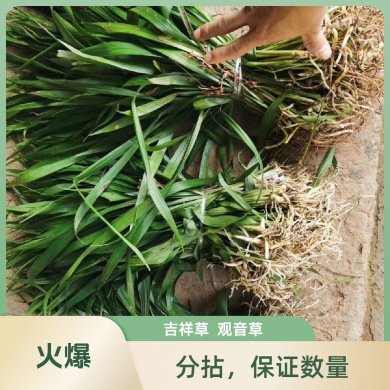 吉祥草观音草乔迁盆栽绿化必备现挖现发吉祥草观音草