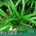 吉祥草观音草乔迁盆栽绿化必备现挖现发吉祥草观音草