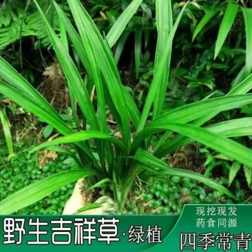 吉祥草观音草乔迁盆栽绿化必备现挖现发吉祥草观音草