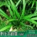 吉祥草观音草乔迁盆栽绿化必备现挖现发吉祥草观音草