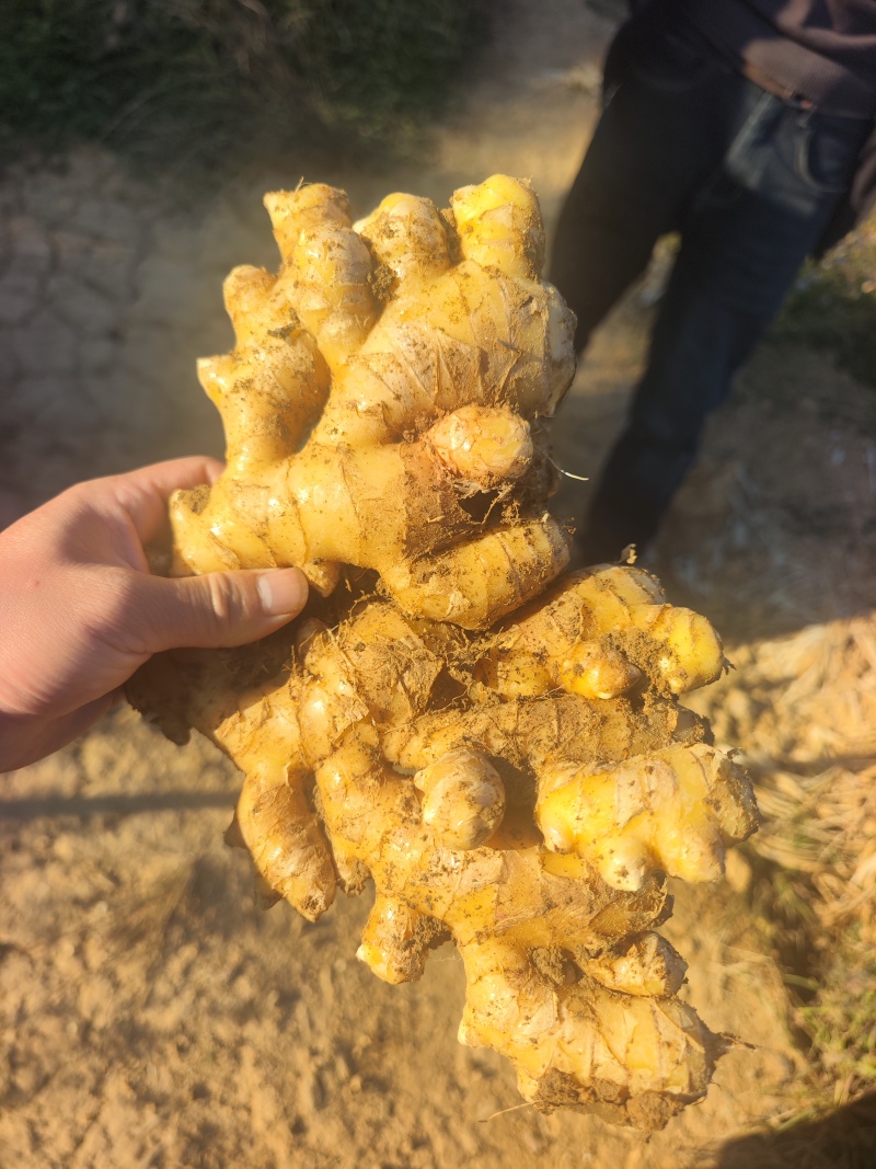 建水中黄姜，大姜，面姜一手货源，质量保障，品质好，耐存放