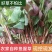 鱼腥草苗折耳根苗基地现挖现发带老根新鲜鱼腥草