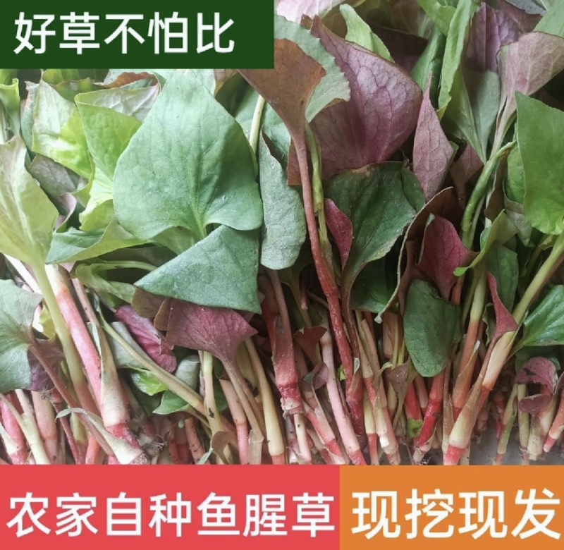 鱼腥草苗折耳根苗基地现挖现发带老根新鲜鱼腥草
