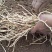 鱼腥草苗折耳根苗基地现挖现发带老根新鲜鱼腥草