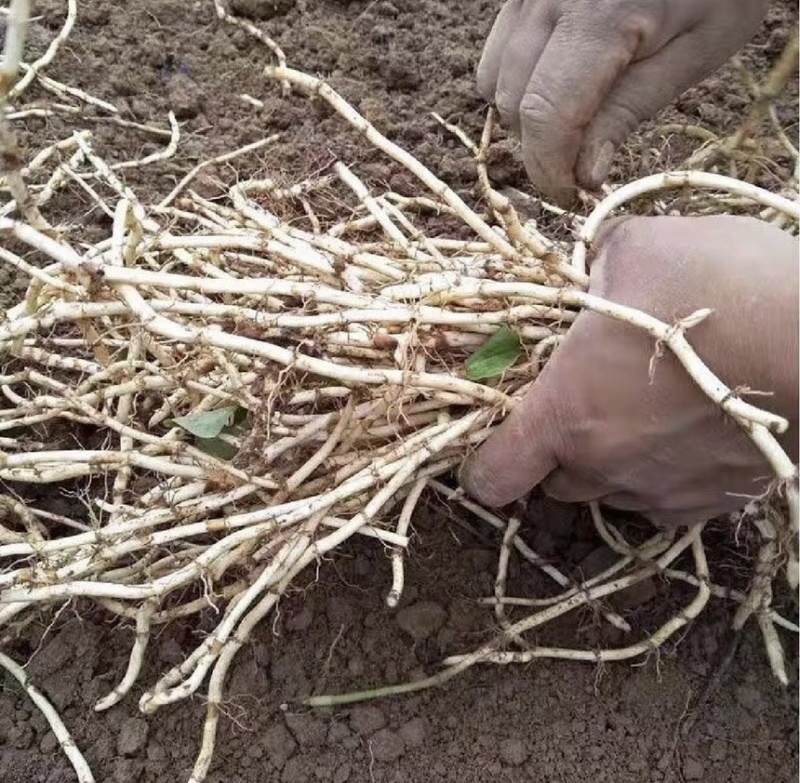 鱼腥草苗折耳根苗基地现挖现发带老根新鲜鱼腥草