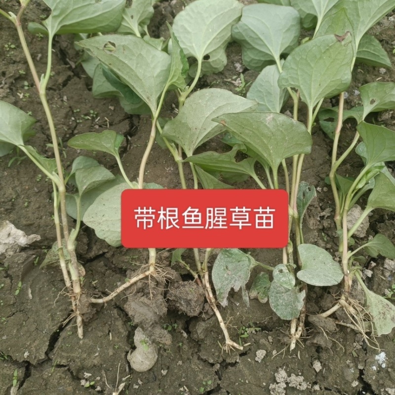 鱼腥草苗折耳根苗基地现挖现发带老根新鲜鱼腥草