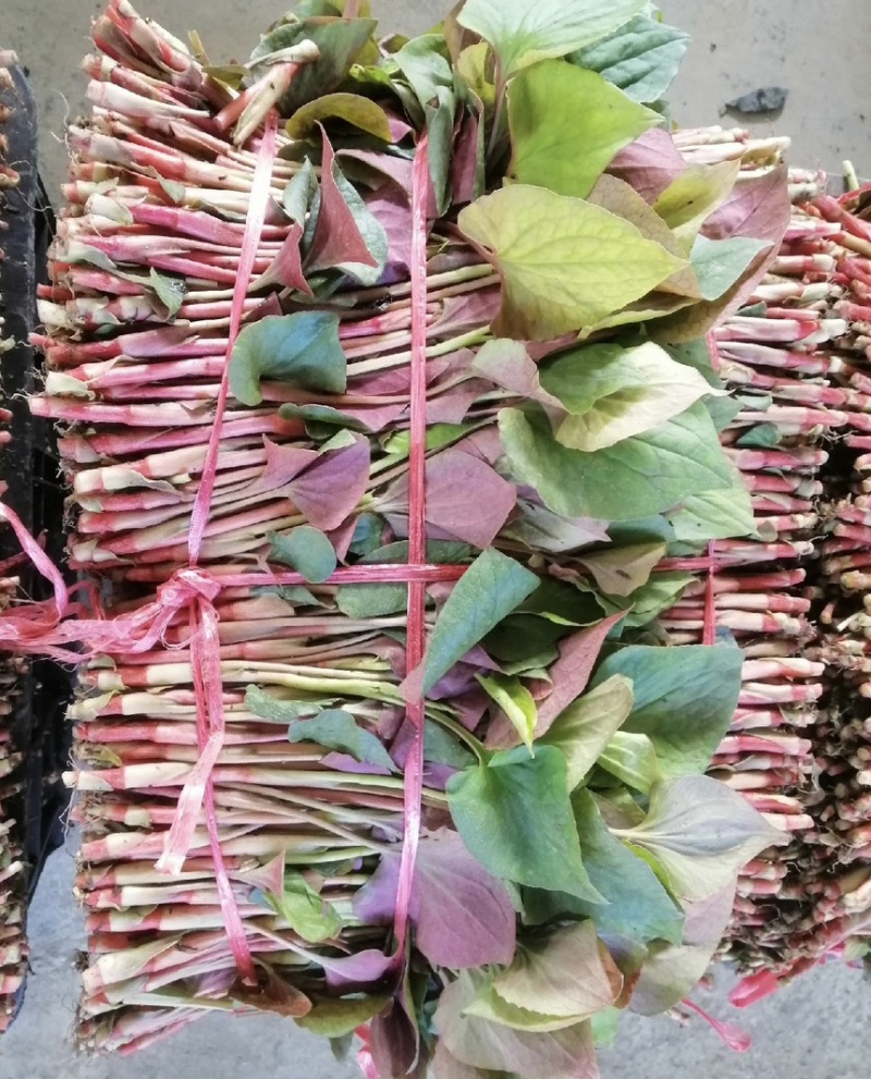 鱼腥草苗折耳根苗基地现挖现发带老根新鲜鱼腥草