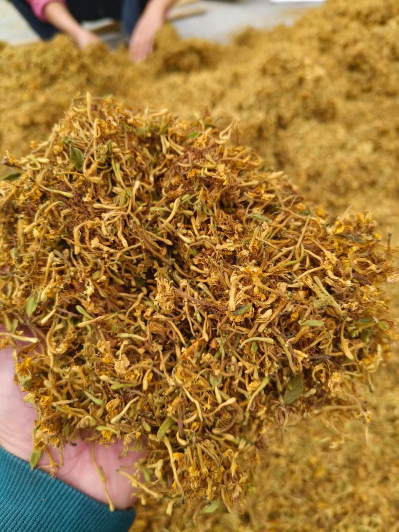 野生金银花，黄金