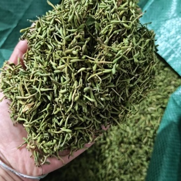 野生金银花，黄金
