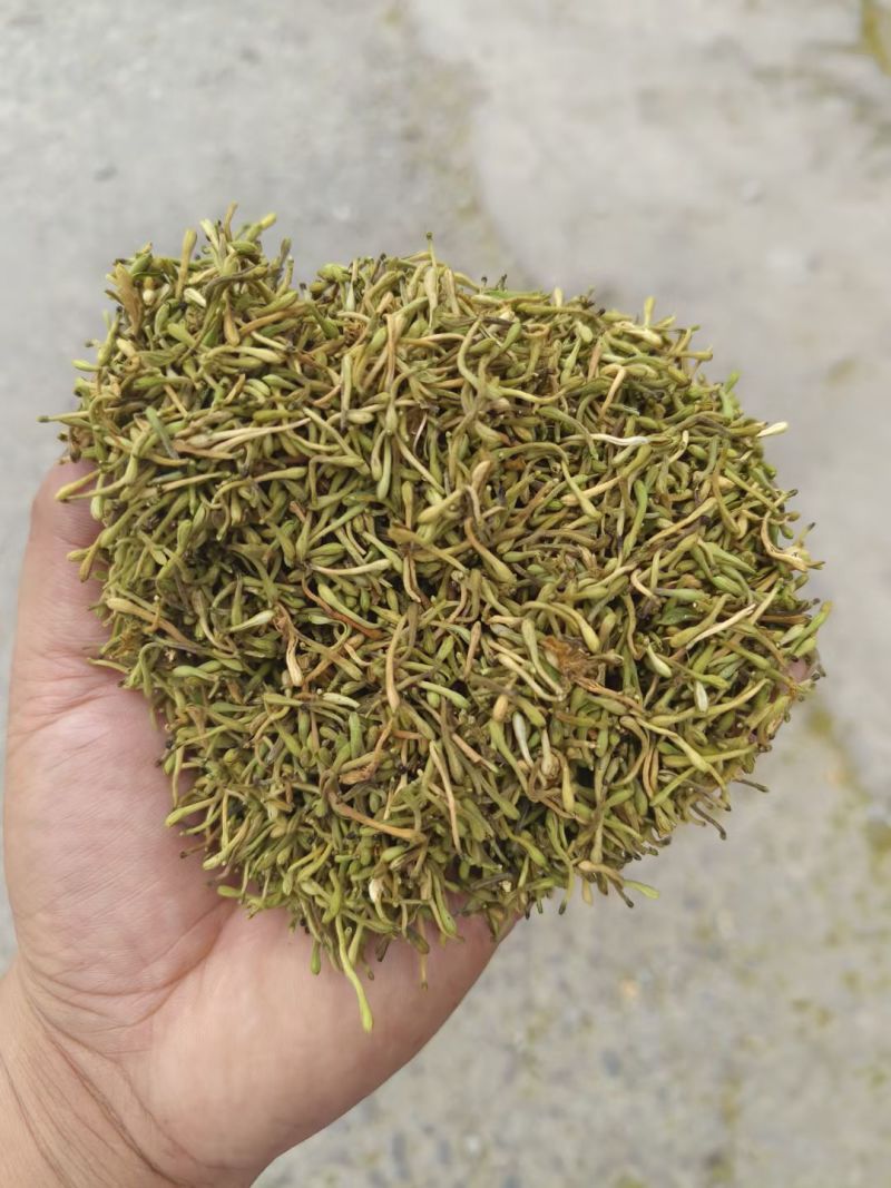 野生金银花，黄金