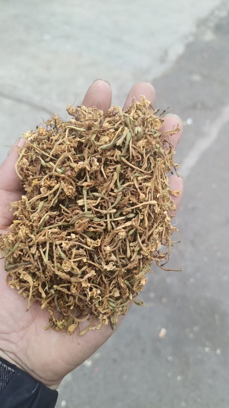 野生金银花，黄金