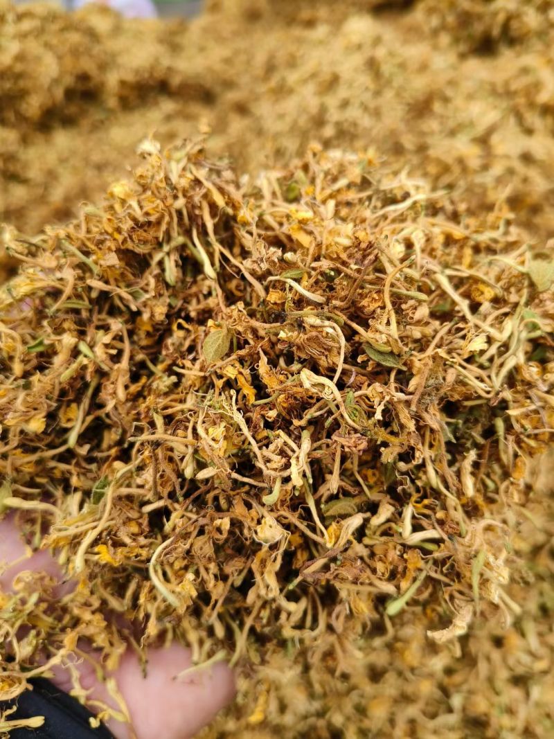 野生金银花，黄金