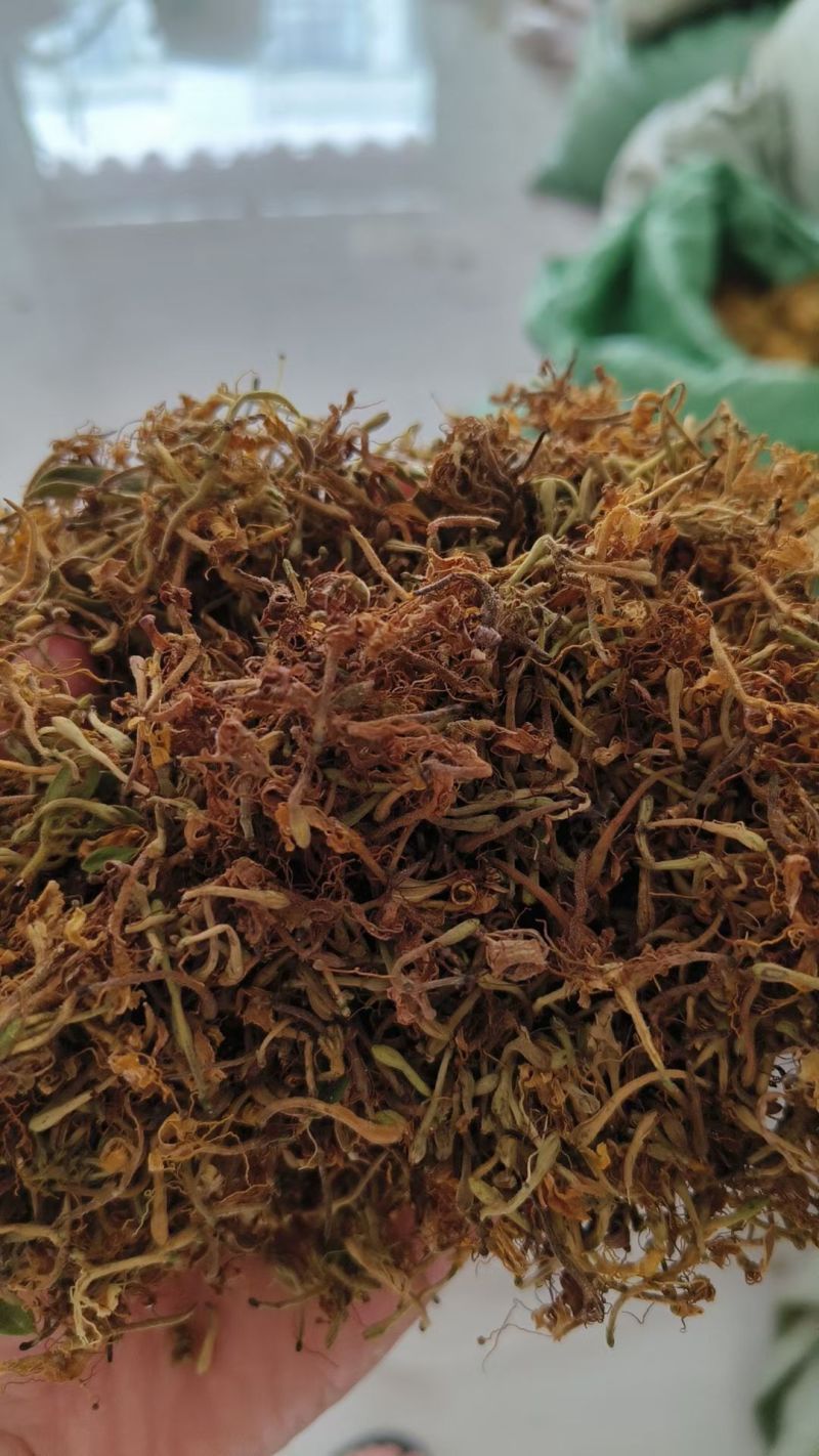 野生金银花，黄金