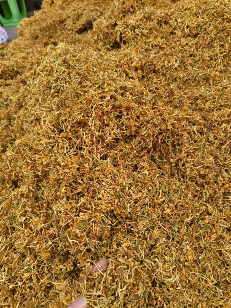 野生金银花，黄金