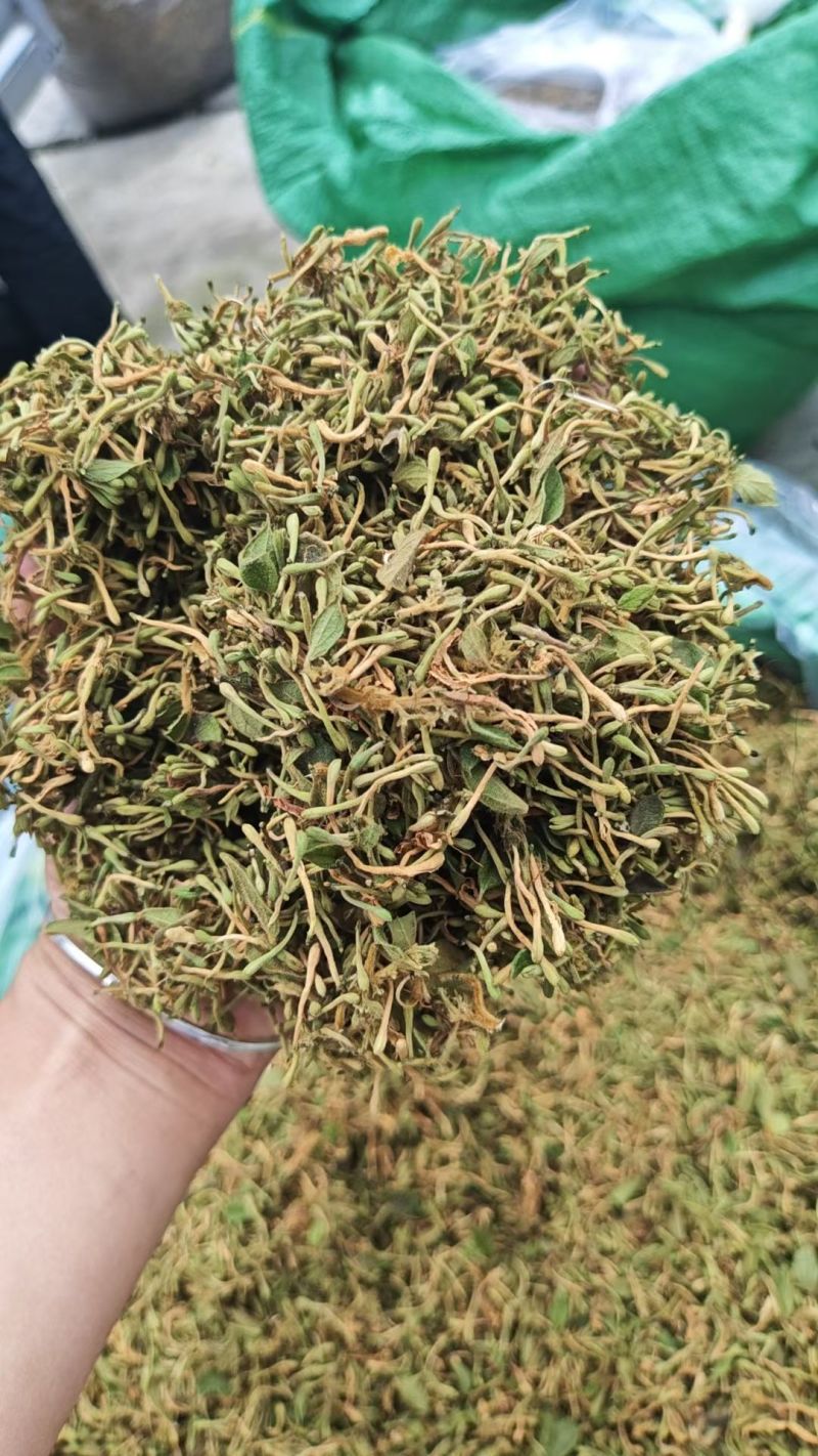 野生金银花，黄金