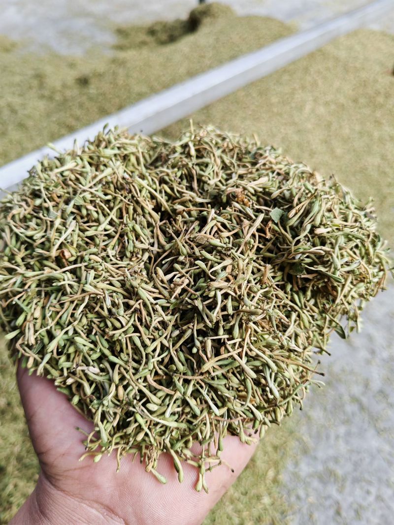 野生金银花，黄金