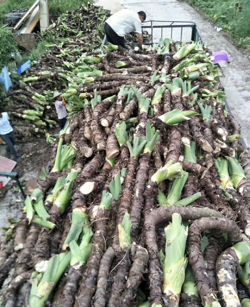 滴水观音大叶特大号老桩紫红霸王芋大型绿植滴水观音