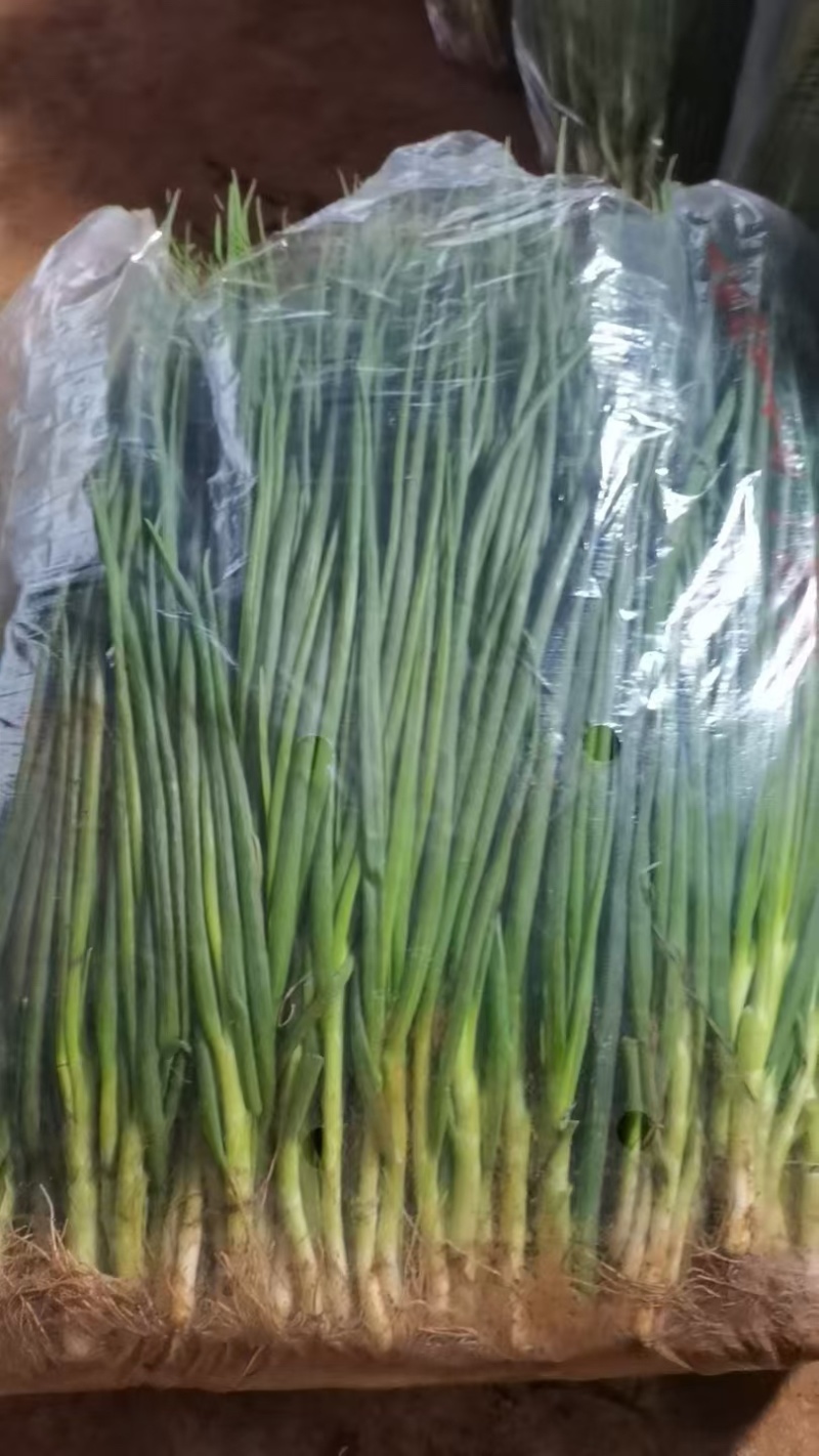 广东小香葱，小白葱，产地直发，量大价优