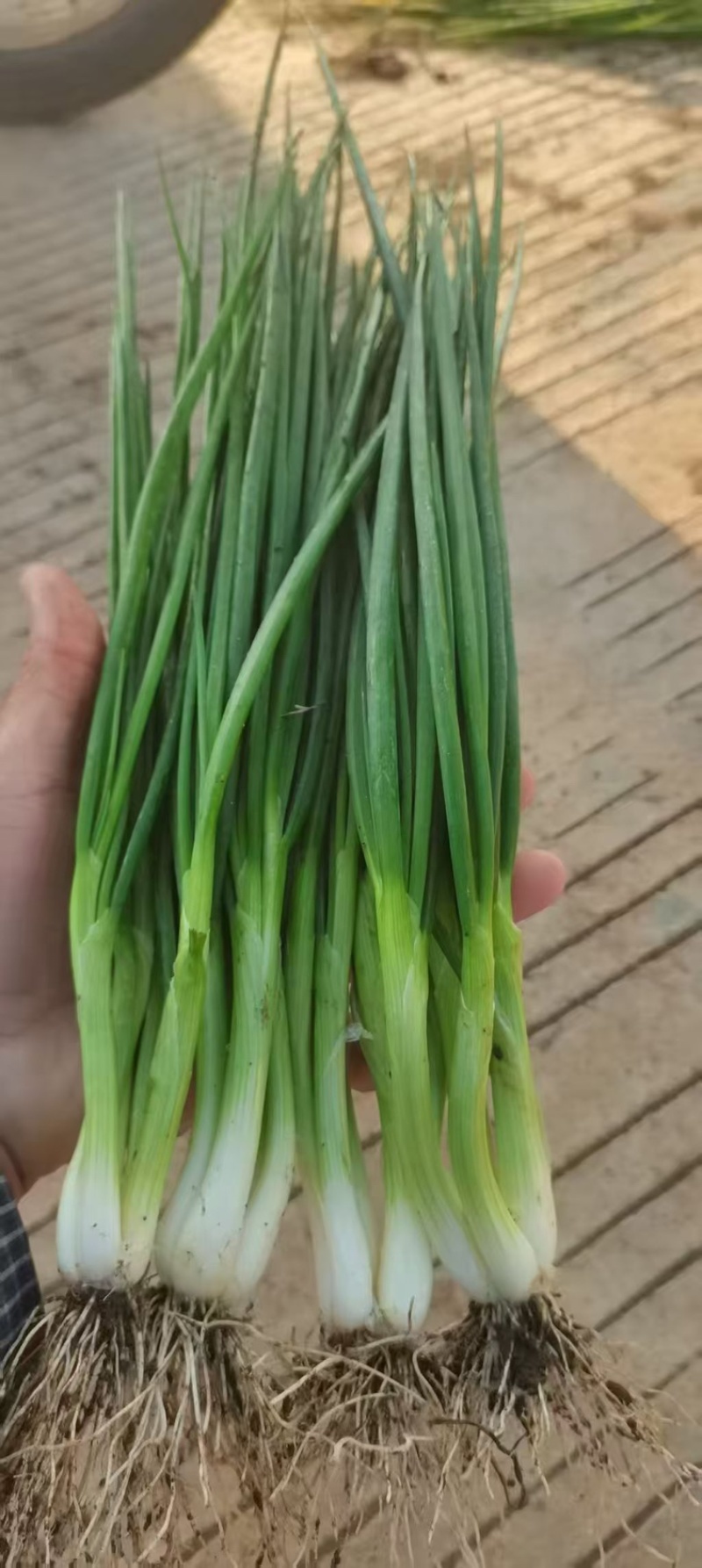 广东小香葱，小白葱，产地直发，量大价优