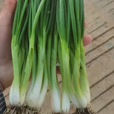 广东小香葱，小白葱，产地直发，量大价优
