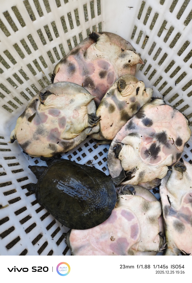 湖北黑花甲鱼中华鳖中华甲鱼大量供应可视频看货欢迎